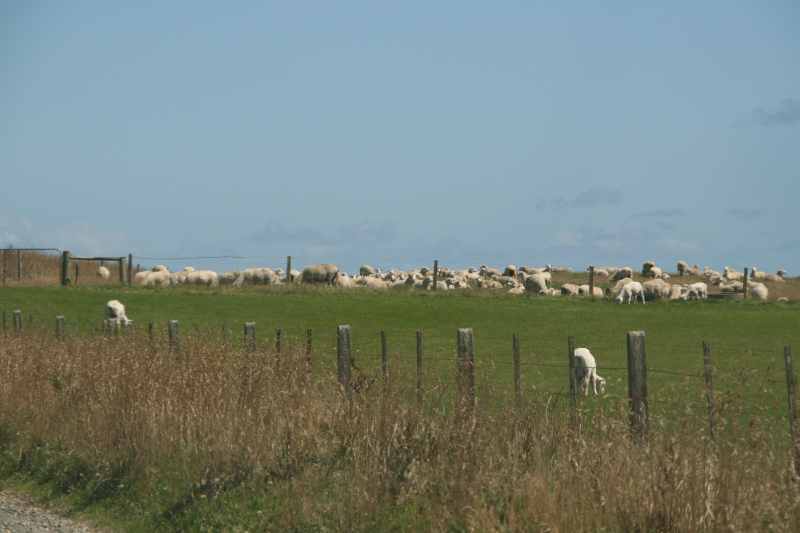 Nieuw-Zeeland 2011 - 1755